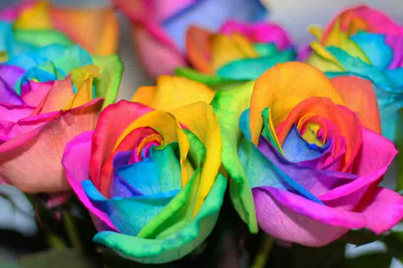 hoa hoc dang sau hoa hong rainbow
