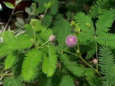 hoa hoc dang sau cay trinh nu