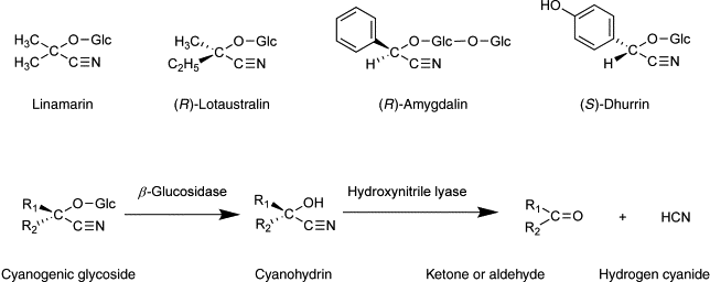 Cyanogenic glycosid