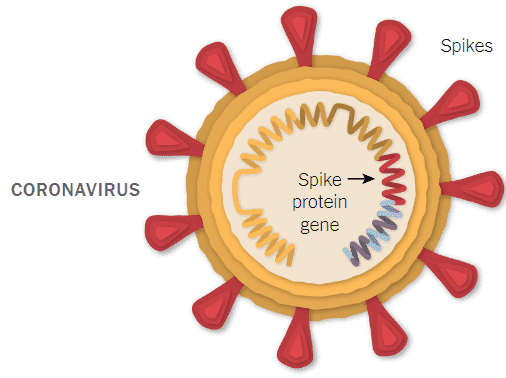 manh coronavirus
