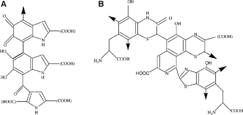 Chemical structures of melanin oligomers A eumelanin B pheomelanin min