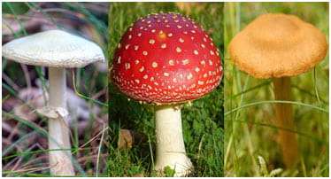 38 1 Poisonous Mushrooms min