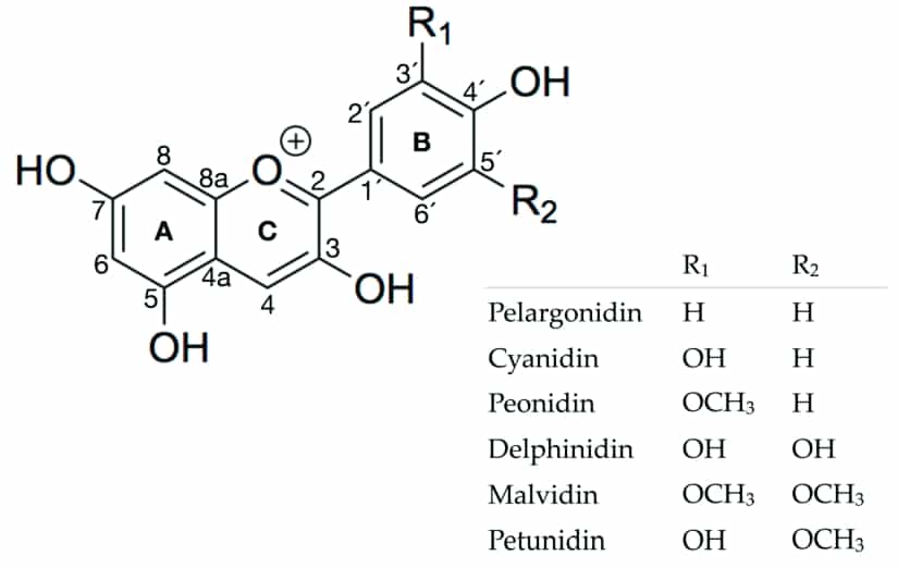 Structure of anthocyanidins pelargonidin cyanidin peonidin delphinidin malvidin and min