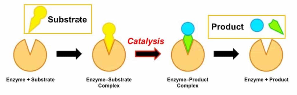 1.2.1 Catalytic modes of enzymes min