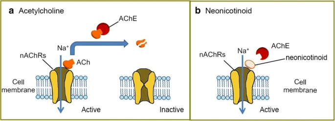 neonicotinoid va acetylcholine