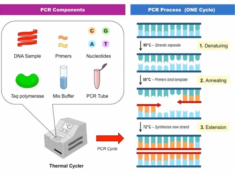 ph-n-ng-chu-i-polymerase-khu-ch-i-gen-hhlcs